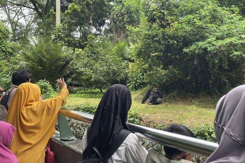 Para pengunjung melihat satwa primitif Gorilla saat libur Natal dan Tahun Baru (Nataru) di Taman Margasatwa Ragunan, Jakarta, Kamis (26/12/2024). Foto: Alya Zahra/kumparan 