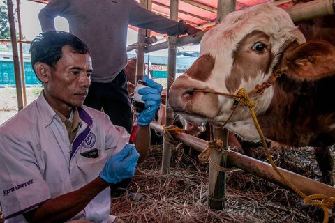 Ilustrasi peternakan sapi. Foto: Shutterstock