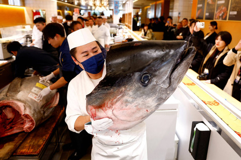 Seorang koki sushi menunjukkan kepala tuna sirip biru seberat 276 kilogram yang dilelang seharga 207 juta yen atau sekitar Rp 21 miliar di sebuah restoran sushi Onodera di Tokyo, Jepang, Minggu (5/1/2025). Foto: Issei Kato/REUTERS