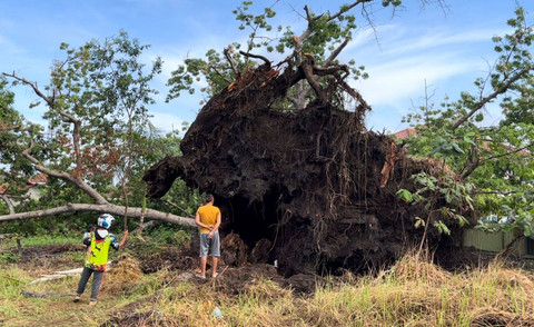 Pohon Rangdu yang berusia sekitar 400 tahun rubuh di Kabupaten Indramayu, Minggu (5/1/2025). Foto: kumparan