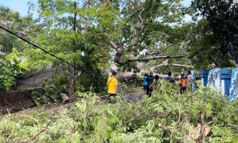 Pohon Rangdu yang berusia sekitar 400 tahun rubuh di Kabupaten Indramayu, Minggu (5/1/2025). Foto: kumparan