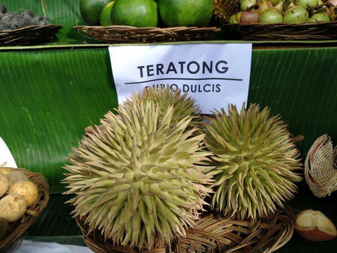 Teratong, salah satu buah lokal khas Kalbar. Foto: Dok. Hi!Pontianak