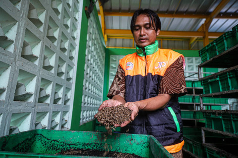 Petugas Dinas Lingkungan Hidup (DLH) mengolah sampah organik untuk dijadikan pakan Black Soldier Fly (BSF) atau yang dikenal sebagai Maggot di Rumah Maggot Satpel Cempaka Putih, Jakarta, Kamis (9/1/2025). Foto: Iqbal Firdaus/kumparan