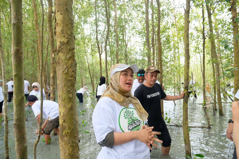 Chusnunia Chalim saat melakukan penanaman 2000 pohon mangrove. | Foto: Istimewa 
