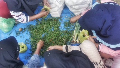 Aktivitas memilih cabai di pasar tradisional yang dilakukan warga tiga desa di Kecamatan Semede Darat Tengah, Kabupaten Muara Enim, Sumsel, Minggu (12/1) Foto: ary priyanto/urban id