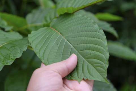 Ilustrasi Daun Kratom. Foto: Shutterstock