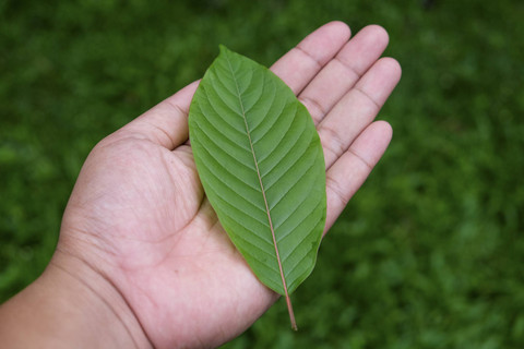 Ilustrasi Daun Kratom. Foto: Shutterstock