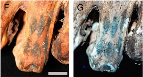 Pola belah ketupat seperti harlequin pada jari-jari mumi Chancay di bawah cahaya putih (kiri) dan LSF (kanan), yang memperlihatkan garis-garis halus. Foto: Journal PNAS