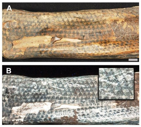 Lengan mumi Chancay yang ditato dengan pola sisik di bawah cahaya putih (atas) dan LSF (bawah). LSF memperlihatkan kehalusan garis yang membentuk sisik. Foto: Journal PNAS