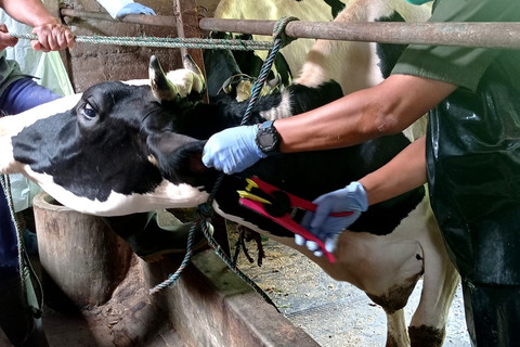 Ilustrasi pemberian vaksin kepada sapi. Foto: Dok. Pemda DIY