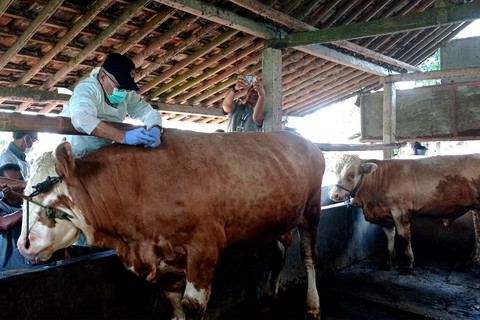 Ilustrasi pemberian vaksin kepada sapi. Foto: Dok. Pemda DIY
