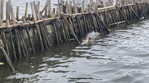 Lumba-lumba mati di dekat pagar laut Bekasi. Foto: Dok. Istimewa