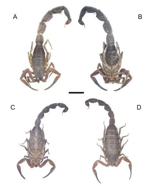 Tityus achilles, kalajengking Amerika Selatan pertama yang bisa menyemprotkan racun dari sengat ekornya. Foto: Léo Laborieux/Zoological Journal of the Linnean Society