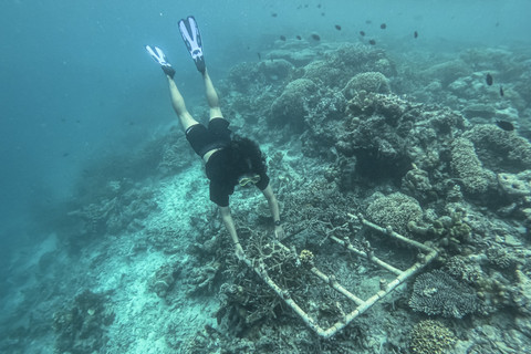 Pegiat alam mengecek konservasi terumbu karang di Pratasaba Resor, Pulau Maratua, Berau, Kalimantan Timur. Foto: M Risyal Hidayat/ANTARA FOTO
