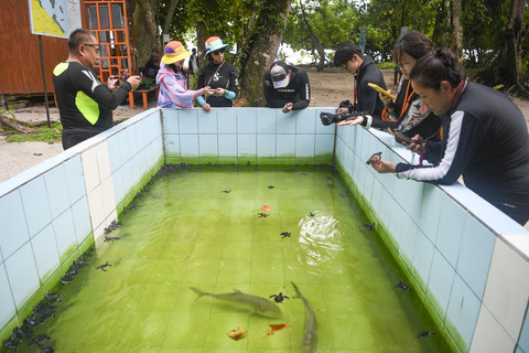 Sejumlah wisatawan mancanegara melihat penyu yang akan dilepasliarkan di Pulau Sangalaki, Berau, Kalimantan Timur. Foto: M Risyal Hidayat/ANTARA FOTO