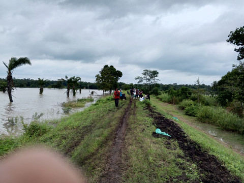 Banjir merendam ratusan hektare sawah di Desa Asahan, Jabung, Lampung Timur. | Foto: Istimewa