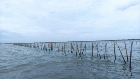 Pagar laut di pesisir pantai Desa Kohod, Kecamatan Pakuhaji, Kabupaten Tangerang, Rabu (22/1/2025).  Foto: Agaton Kenshanahan/kumparan