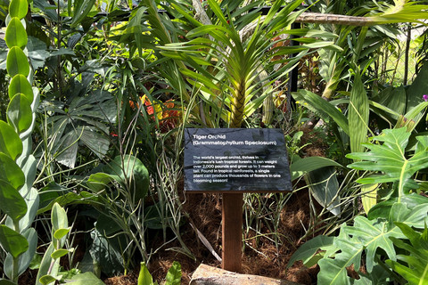 Tiger Orchid atau angrrek macan salag satu koleksi di Magic Garden. Foto: Gitario Vista Inasis/kumparan