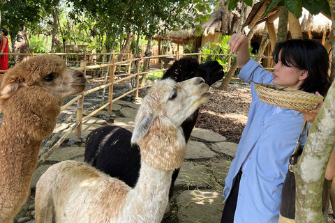 Pengunjung yang sedang memberi makan Alpaca. Foto: Gitario Vista Inasis/kumparan