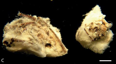 Laba-laba Meta menardi dan Metellina merianae menjadi korban jamur zombie Gibellula attenboroughii. Foto: CABI/Evans et. al 2025