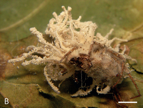 Tubuh laba-laba inang jamur zombie Gibellula attenboroughii mengering. Foto: CABI/Evans et. al 2025