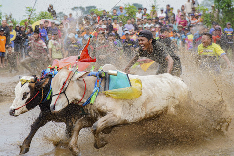Peserta memacu sapi pada lomba karapan sapi brujul di Probolinggo, Jawa Timur, Minggu (2/2/2025). Foto: Irfan Sumanjaya/ANTARA FOTO