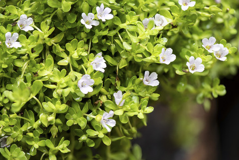 Tanaman Bacopa monnieri yang diklaim memiliki banyak khasiat kesehatan. Foto: wasanajai/Shutterstock