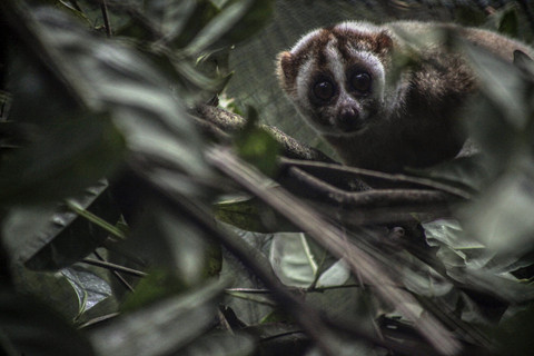 Kukang Jawa setelah di pelepasliaran: Primata Kukang Jawa (Nycticebus Javanicus) berada di atas pohon saat habituasi pelepasliaran kembali ke habitatnya di kawasan Taman Nasional Gunung Halimun Salak (TNGHS), Sukabumi. Foto: Yulius Satria Wijaya/ANTARA FOTO