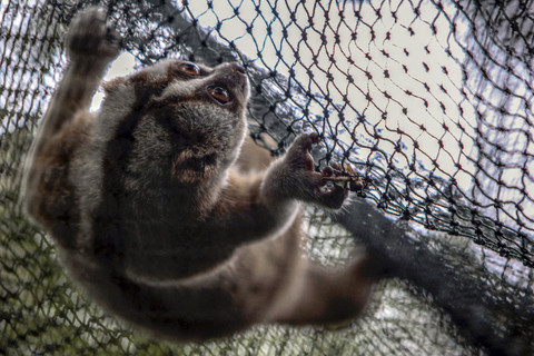 Kukang Jawa berada di tempat Habituasi: Primata Kukang Jawa (Nycticebus Javanicus) berada di tempat habituasi saat pelepasliaran kembali ke habitatnya di kawasan Taman Nasional Gunung Halimun Salak (TNGHS). Foto: Yulius Satria Wijaya/ANTARA FOTO