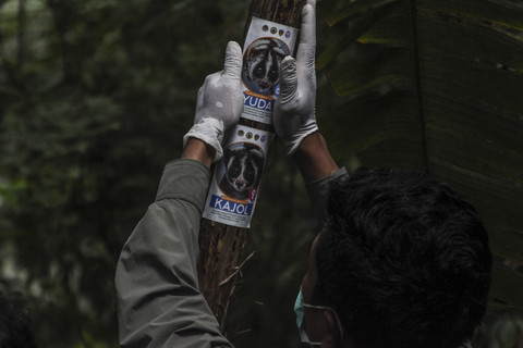 Penempalan stiker himbauan: Petugas menempelkan stiker primata Kukang Jawa (Nycticebus Javanicus) di tempat habituasi pelepasliaran kembali ke habitatnya di kawasan Taman Nasional Gunung Halimun Salak (TNGHS), Sukabumi, Jawa Barat. Foto: Yulius Satria Wijaya/ANTARA FOTO