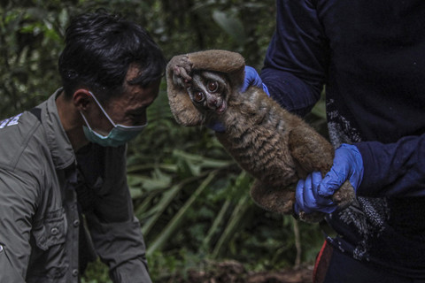 Mengeluarkan Kukang Jawa: Petugas mengeluarkan seekor Kukang Jawa (Nycticebus Javanicus) saat habituasi sebelum pelepasliaran kembali ke habitat. Foto: Yulius Satria Wijaya/ANTARA FOTO
