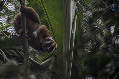 Kukang Jawa di atas pohon: Primata Kukang Jawa (Nycticebus Javanicus) berada di atas pohon saat habituasi pelepasliaran kembali ke habitatnya di kawasan Taman Nasional Gunung Halimun Salak (TNGHS). Foto: Yulius Satria Wijaya/ANTARA FOTO