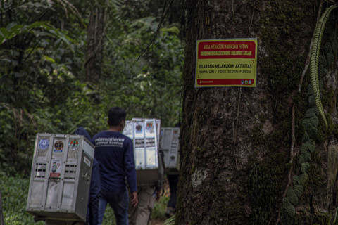 Perjalanan Menuju Pelepasliaran: Petugas membawa kandang berisi primata Kukang Jawa (Nycticebus Javanicus) menuju kawasan habituasi sebelum pelepasliaran kembali ke habitatnya. Foto: Yulius Satria Wijaya/ANTARA FOTO