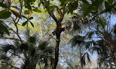 Penampakan macan kumbang florida. Foto: Facebook/FWC