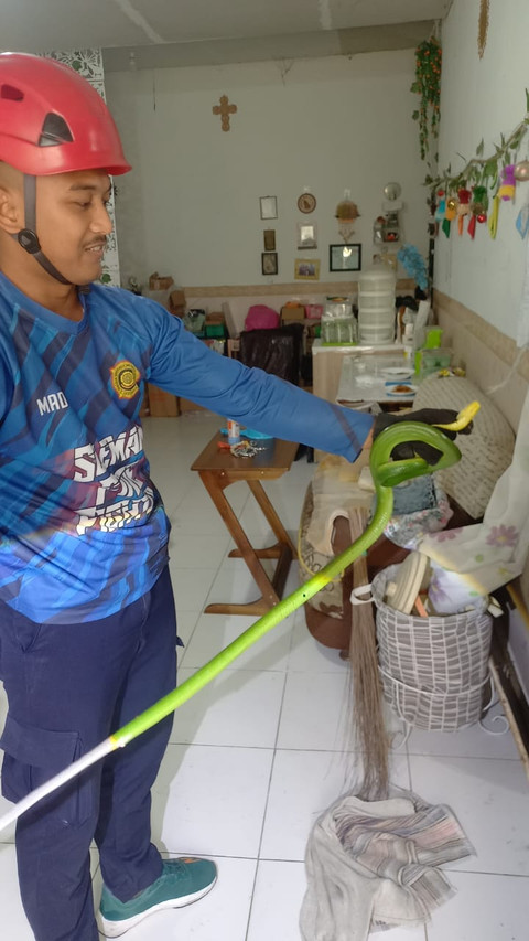 Damkar Sleman berhasil mengevakuasi puluhan ular sepanjang bulan Februari 2025. Foto: Dok. Damkar Sleman