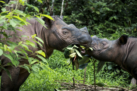 Indra (kanan), seekor badak sumatera jantan berusia satu tahun sedang memakan dedaunan bersama induknya yang berusia delapan tahun, Delilah, di Suaka Rhino Sumatera (SRS) di Taman Nasional Way Kambas, Lampung, Minggu (16/2/2025). Foto: PERDIANSYAH/AFP