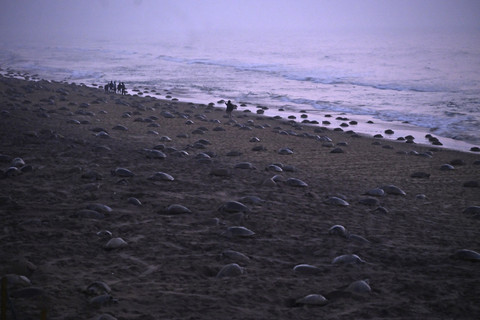 Sejumlah penyu lekang bertelur saat peneluran massal penyu di pantai Rushikulya, distrik Ganjam, negara bagian Odisha, India, Selasa (18/2/2025). Foto: Stringer/Reuters