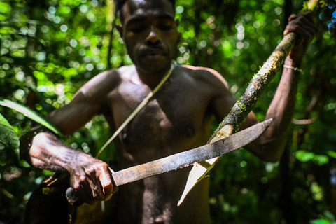 Persiapan Berburu: Seorang Suku Tehit menyiapkan tombak dari batang pohon untuk berburu di dalam hutan Kampung Sira, Kabupaten Sorong Selatan, Papua Barat Daya. Foto: ANTARA FOTO/Rivan Awal Lingga
