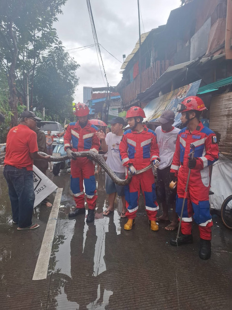 Damkar tangkap ular sanca 5 meter di Pademangan, Jakut, Sabtu (22/2). Foto: Dok. Sudin Gulkarmat Jakut