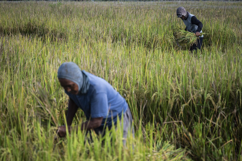Dua petani memanen padi di Mijen, Semarang, Jawa Tengah, Selasa (25/2/2025). Foto: Aprillio Akbar/ANTARA FOTO