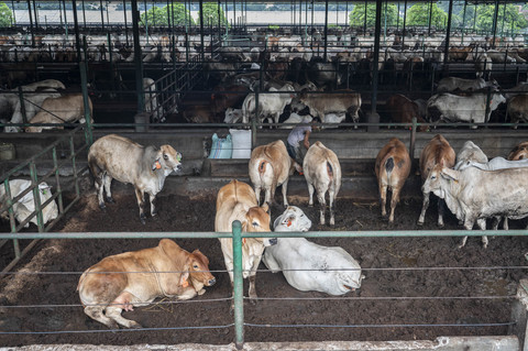 Pekerja membersihkan kandang sapi impor dari Australia di Fasilitas Instalasi Karantina Hewan, Purwakarta, Jawa Barat, Selasa (25/2/2025). Foto: Bayu Pratama S/ANTARA FOTO