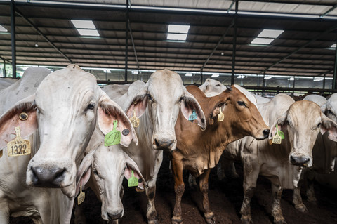 Sejumlah sapi impor dari Australia berada di kandang di Fasilitas Instalasi Karantina Hewan, Purwakarta, Jawa Barat, Selasa (25/2/2025). Foto: Bayu Pratama S/ANTARA FOTO