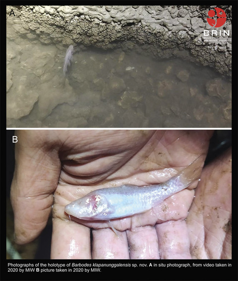 Barbodes Klapanunggalensis, Ikan Gua Buta Baru dari Jawa Barat. Foto: Dok. BRIN