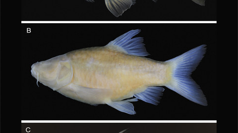 Barbodes Klapanunggalensis, Ikan Gua Buta Baru dari Jawa Barat. Foto: Dok. BRIN