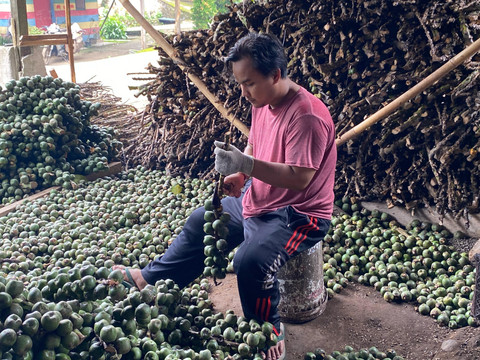 Proses pengupasan kolang kaling. | Foto: Sinta Yuliana/Lampung Geh