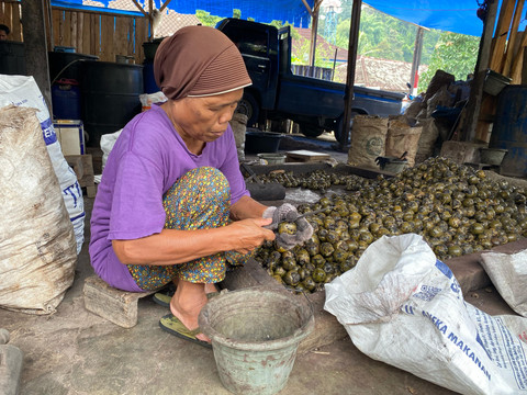 Proses pengupasan kolang kaling. | Foto: Sinta Yuliana/Lampung Geh