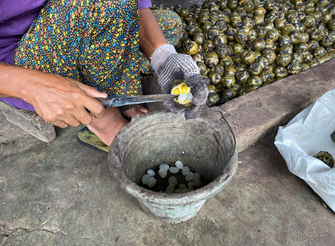 Proses pengupasan kolang kaling. | Foto: Sinta Yuliana/Lampung Geh