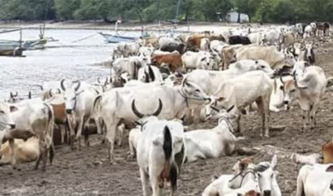 Suasana kampung dengan ribuan sapi di Kabupaten Situbondo, Sabtu (1/3/2025). Foto: Dok. Mili.id