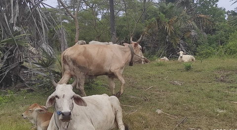 Suasana kampung dengan ribuan sapi di Kabupaten Situbondo, Sabtu (1/3/2025). Foto: Dok. Mili.id