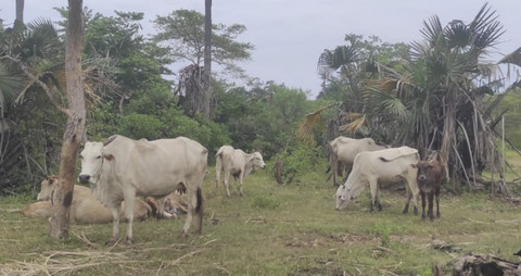 Suasana kampung dengan ribuan sapi di Kabupaten Situbondo, Sabtu (1/3/2025). Foto: Dok. Mili.id